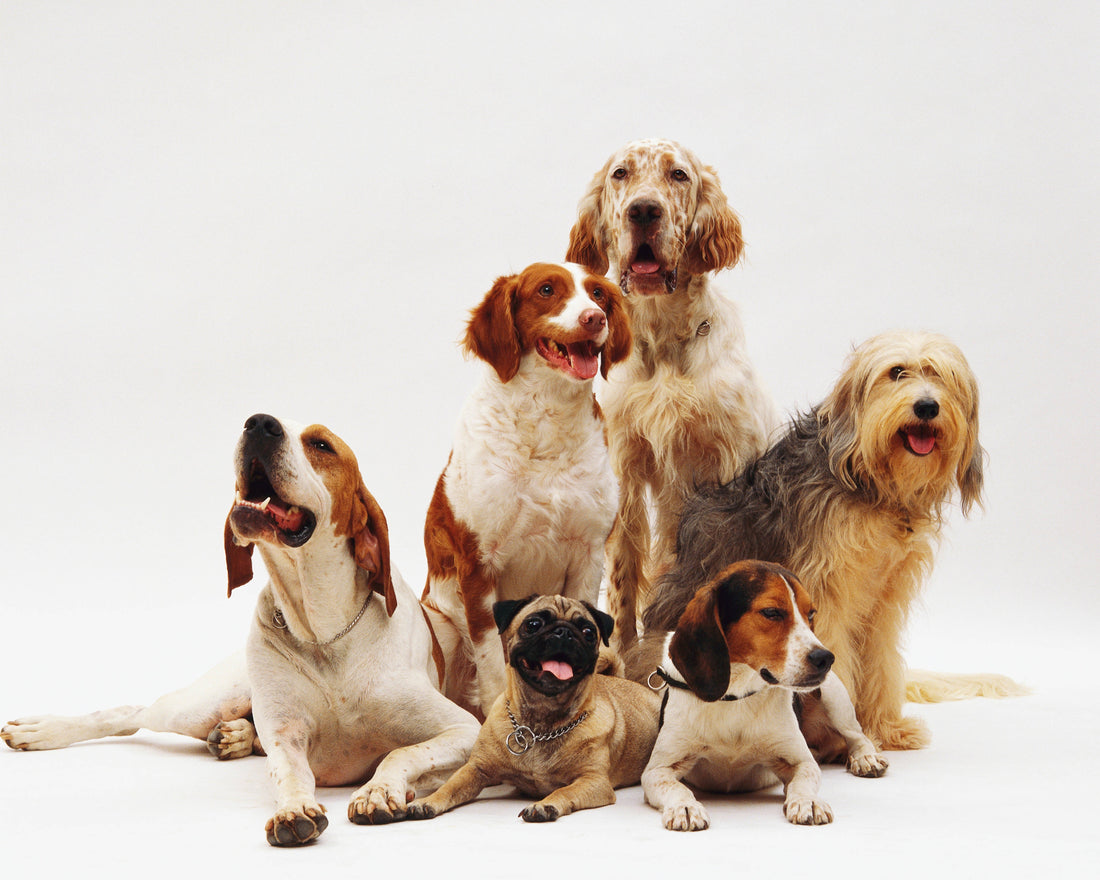 Pet Essentials: Everything Your Furry Friends Need for a Happy and Healthy Life